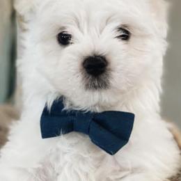 Maltese from Mia Lucky Maltese