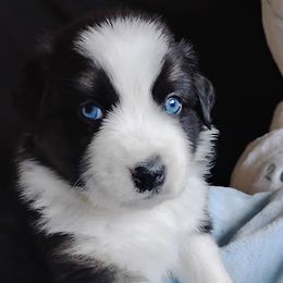Sven - Australian Shepherd puppy from Heart and Solberg Aussies
