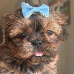Athena pup 1 - Sable female Shih Tzu puppy in Marion County, Tennessee from Jenkins Puppy Paradise