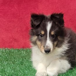 Jackson - Black white and tan male Shetland Sheepdog puppy in Conway, Missouri from Brooks's little darlings