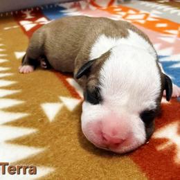 Terra - Red female American Staffordshire Terrier puppy in Clintwood, Virginia from SkyBlue Kennel