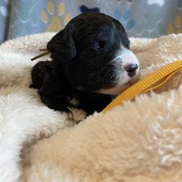 Goldendoodle, Poodle, and Sheepadoodle Puppies from Heavenly Hilltop Farm