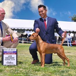 German Pinscher puppies from Levi German Pinschers