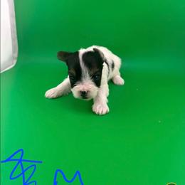 Maddie - Parti female Yorkshire Terrier puppy in Hickory, Pennsylvania from Happy Tails Farms