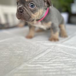 French Bulldog and Poodle Puppies from Beautifulbabypups