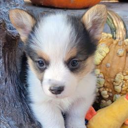 Navy blue bandana boy - Black and tan male Pembroke Welsh Corgi puppy in Cherokee, Oklahoma from MCS Farms-OK