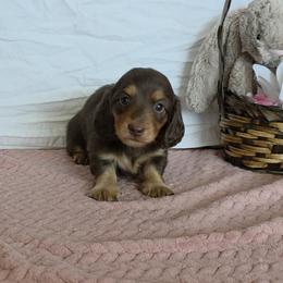 Ylenia - Chocolate and tan female Dachshund puppy in Dade City, Florida from Kingpindoxies