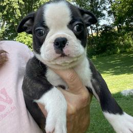 Quincy - Brindle and white male Boston Terrier puppy in Fillmore, Illinois from Wind Hill Puppies