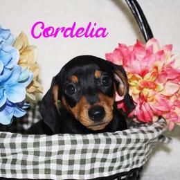 Dachshund Puppies from White River Valley Kennel