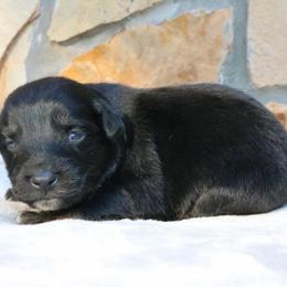 Boo - Black male Australian Shepherd puppy in Macon, Georgia from Shaina’s Shepherds