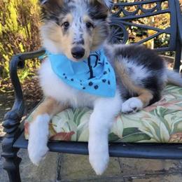 Collie All Grown Up from Prime Star Collies