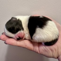 Olaf - Black parti male Pomeranian puppy in Springfield, Missouri from Hope Mountain Pomeranians