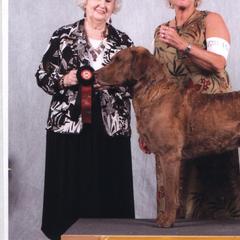 Chesapeake Bay Retrievers from Timbercreek Acres