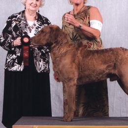 Chesapeake Bay Retrievers from Timbercreek Acres