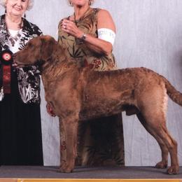 Chesapeake Bay Retrievers from Timbercreek Acres