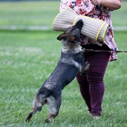 Charlotte - German Shepherd