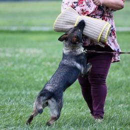 Charlotte - German Shepherd