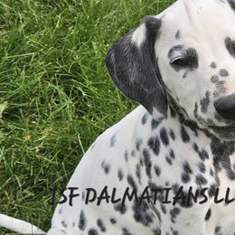 Danny - White and black Dalmatian puppy in Conrath, Wisconsin from JSF Dalmatians LLC