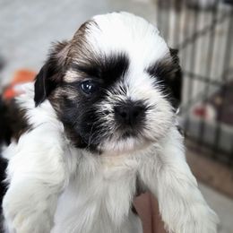 Shadrach - Red and white male Shih Tzu puppy in Riverside, California from Raincross Shih Tzu