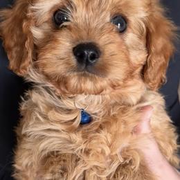 Pip (Green Collar Boy) - Red male Cavapoo puppy in Gilbert, Arizona from Azteddybeardoodles