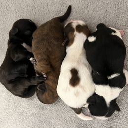 Shih Tzu puppies from Calta’s Cute Shih Tzu
