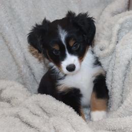 Bella's Black Tri Male - Black tri male Toy Australian Shepherd puppy in Leighton, Alabama from Isbell Land & Livestock, LLC