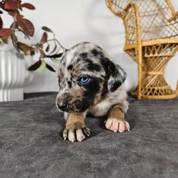 Roxy NALC - Blue merle female Catahoula Leopard Dog puppy in Doerun, Georgia from Twig & Tail Puppies