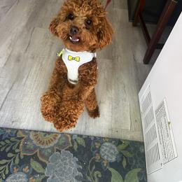 Poodle Puppies from CashEuro Poodles