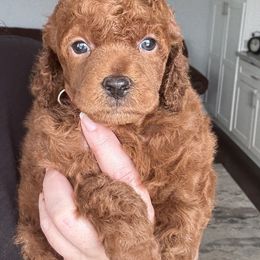 Armani - Red  male Poodle puppy in Yelm, Washington from Serendipity Miniature Apricot Poodles