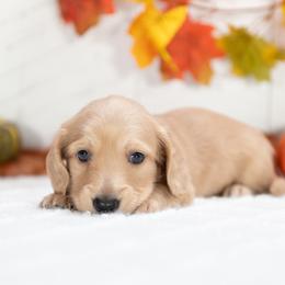 Archie - Cream male Dachshund puppy in Lagrange, Indiana from Royal Paws