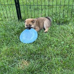 Shiba Inu puppies from Kaste Kennel