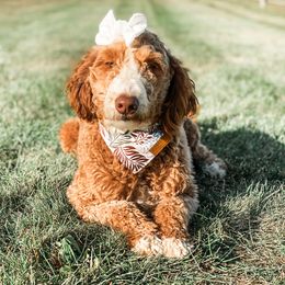 Bexley - Goldendoodle