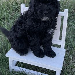 Boy 2 - Bernedoodle puppy in Amherst, Nebraska from Pile Family Goldendoodles