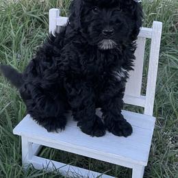 Boy 2 - Bernedoodle puppy in Amherst, Nebraska from Pile Family Goldendoodles