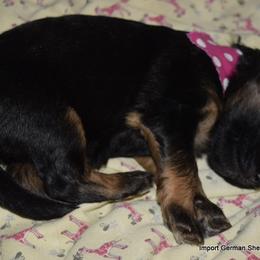 German Shepherd Puppies from Import German Shepherds of Kansas