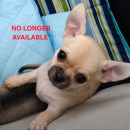 Cuervo - Fawn and white male Chihuahua puppy in Monterey County, California from Dei’s Chihuahuas