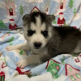Siberian Husky Puppies from McDonald's Homegrown Huskies