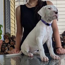 Girl 1 - White female Dogo Argentino puppy in Morgan Hill, Pennsylvania from De la Fuerza De Dios
