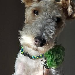 Cheez Louise - Wire Fox Terrier