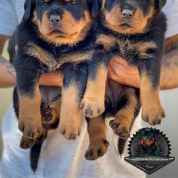 Rottweiler Puppies from Von Der Hing Rottweilers