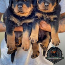 Rottweiler Puppies from Von Der Hing Rottweilers