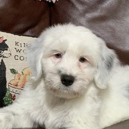 Tibetan Terriers from Kham Ra Tibetan Terriers