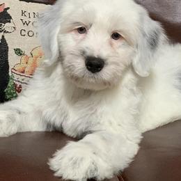 Tibetan Terriers from Kham Ra Tibetan Terriers