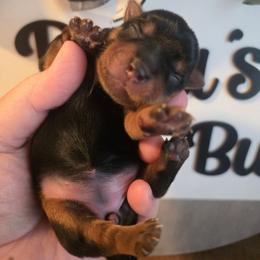 Girl 2 - Black and gold female Yorkshire Terrier puppy in Clermont, Florida from Bella's Prissy Butts