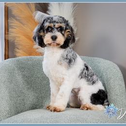 Ariel - Merle female Cockapoo puppy in Connersville, Indiana from Deaz Doodle Ranch