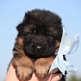 Kenan - Black and red German Shepherd puppy in Azle, Texas from Nuckol's Canines German Shepherds