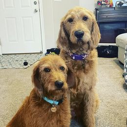 Labradoodles from My Girl Doodles