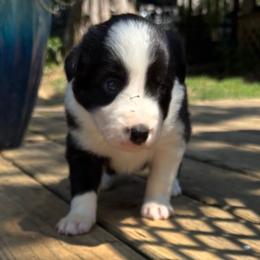 Girl 1 - Black and white female Border Collie puppy in Michie, Tennessee from Rivendell Border Collies