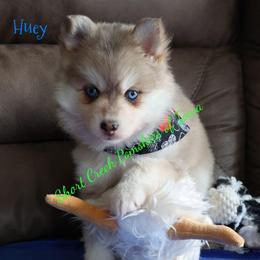 Huey - Merle male Pomsky puppy in Zearing, Iowa from Short Creek Pomskies of Iowa