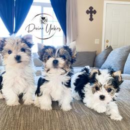 Yorkshire Terrier Puppies from Devine Yorkies